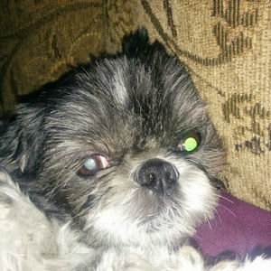 Meet your Posher, Rosie